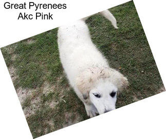 Great Pyrenees Akc Pink