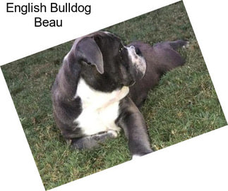 English Bulldog Beau