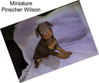 Miniature Pinscher Wilson