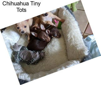 Chihuahua Tiny Tots