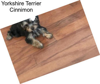 Yorkshire Terrier Cinnimon