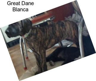 Great Dane Blanca