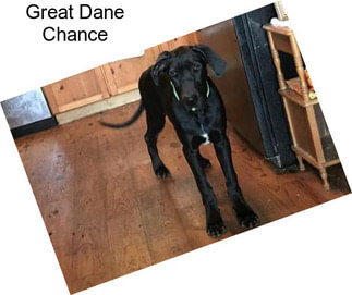 Great Dane Chance