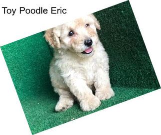Toy Poodle Eric