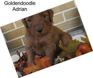 Goldendoodle Adrian