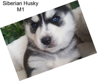 Siberian Husky M1