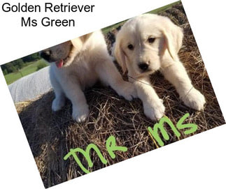 Golden Retriever Ms Green