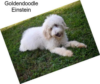 Goldendoodle Einstein