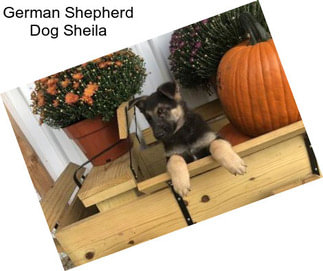 German Shepherd Dog Sheila