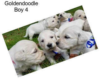 Goldendoodle Boy 4