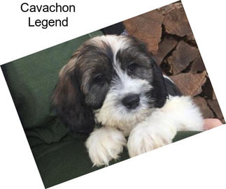 Cavachon Legend