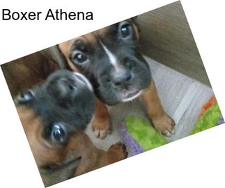 Boxer Athena