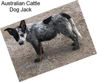 Australian Cattle Dog Jack