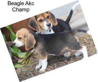 Beagle Akc Champ