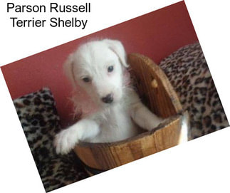 Parson Russell Terrier Shelby