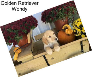 Golden Retriever Wendy
