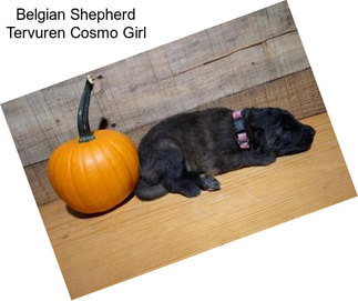 Belgian Shepherd Tervuren Cosmo Girl