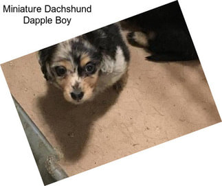 Miniature Dachshund Dapple Boy