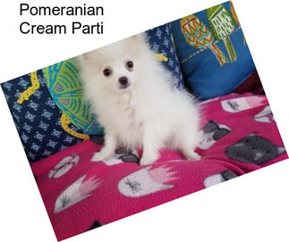 Pomeranian Cream Parti