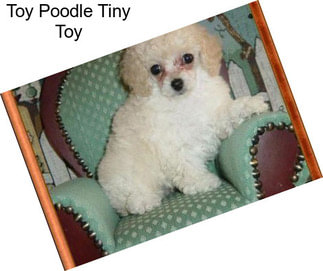 Toy Poodle Tiny Toy