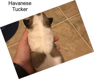 Havanese Tucker