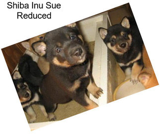 Shiba Inu Sue Reduced