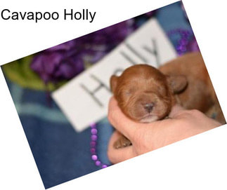 Cavapoo Holly