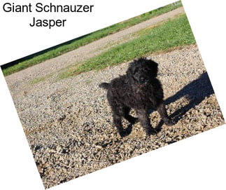 Giant Schnauzer Jasper
