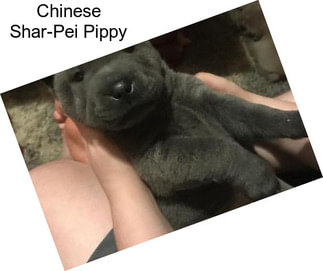 Chinese Shar-Pei Pippy