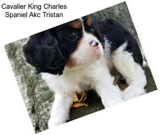 Cavalier King Charles Spaniel Akc Tristan