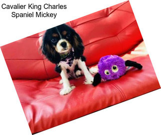 Cavalier King Charles Spaniel Mickey