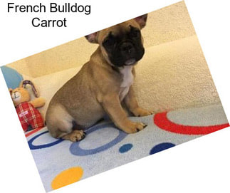 French Bulldog Carrot