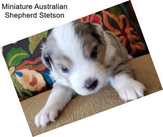 Miniature Australian Shepherd Stetson