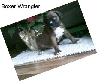 Boxer Wrangler