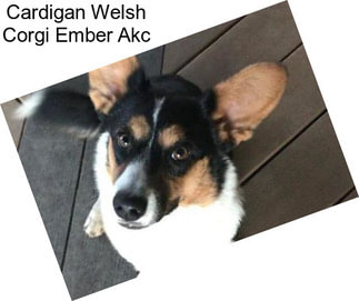 Cardigan Welsh Corgi Ember Akc