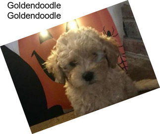 Goldendoodle Goldendoodle