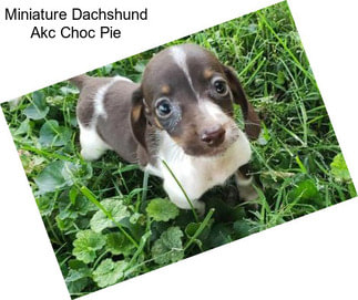 Miniature Dachshund Akc Choc Pie