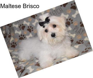 Maltese Brisco