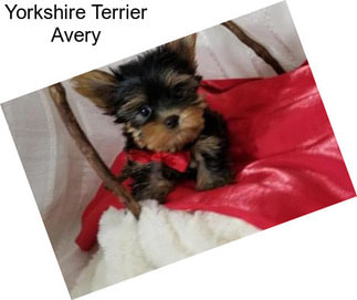 Yorkshire Terrier Avery