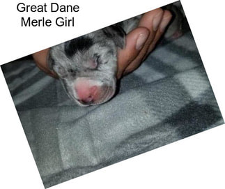 Great Dane Merle Girl