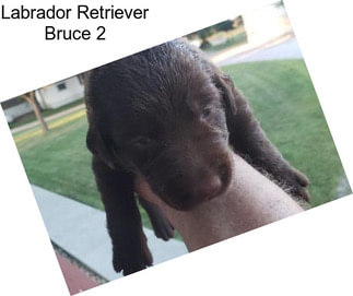 Labrador Retriever Bruce 2
