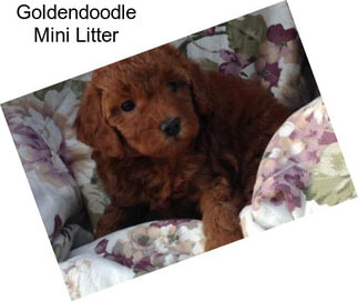 Goldendoodle Mini Litter