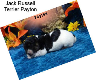 Jack Russell Terrier Payton