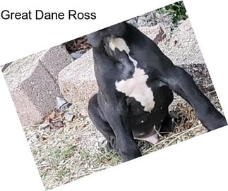 Great Dane Ross