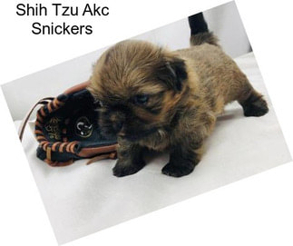 Shih Tzu Akc Snickers