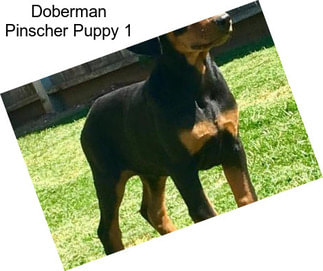 Doberman Pinscher Puppy 1