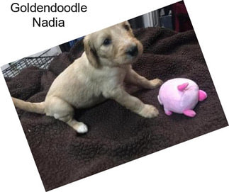 Goldendoodle Nadia