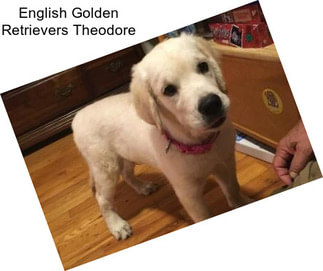 English Golden Retrievers Theodore