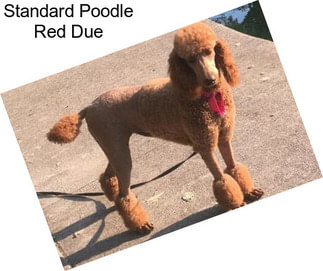 Standard Poodle Red Due