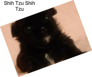 Shih Tzu Shih Tzu